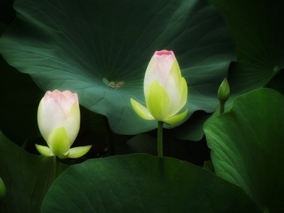 原创-尼康-花-花卉-荷花 图片素材