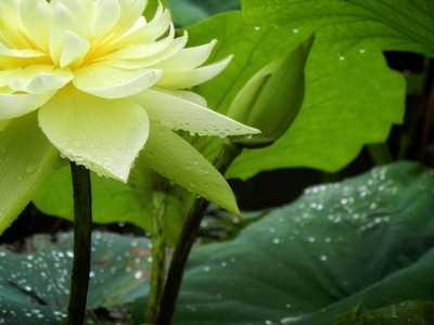原创-尼康-花-花卉-荷花 图片素材