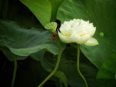原创-尼康-花-花卉-荷花 图片素材