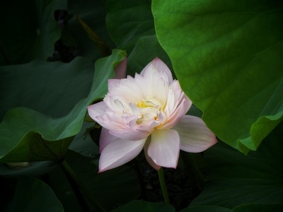 原创-尼康-花-花卉-荷花 图片素材