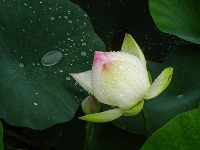 尼康-原创-花-花卉-荷花 图片素材