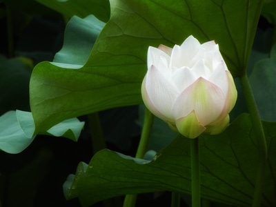 原创-尼康-花-花卉-荷花 图片素材