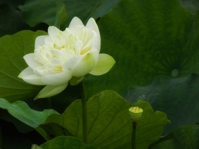 原创-尼康-花-花卉-荷花 图片素材
