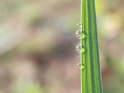 宅家-植物-微距-天丽跨年-手机 图片素材
