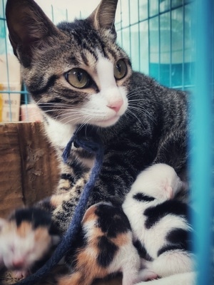 手机-动物-猫-奶猫-猫妈妈 图片素材