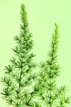 植物-疫情防控中的新年-复工-手机-武汉加油 图片素材
