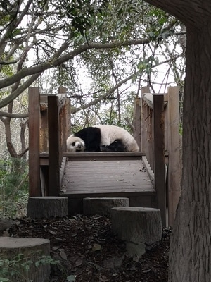 大熊猫-成都熊猫基地-我的2019-熊猫-睡觉的大熊猫 图片素材