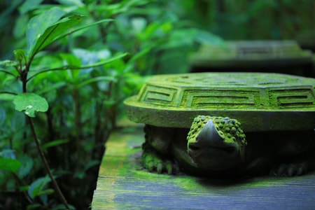 望天树-热带雨林-西双版纳-石头龟-长寿 图片素材