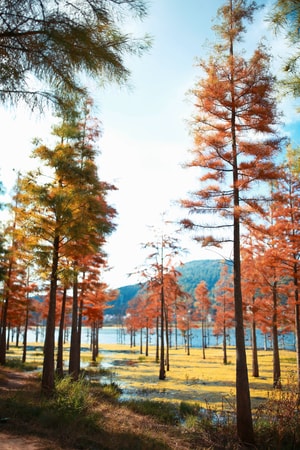树林-彩色-树-湖泊-风景 图片素材