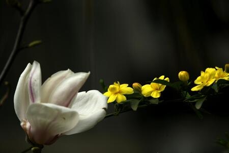 花🌸-风景-玉兰-花-迎春花 图片素材