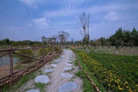 花🌸-风景-风景-石板路-小路 图片素材
