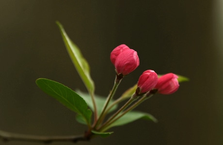 花🌸-风景-花-垂丝海棠-花苞 图片素材
