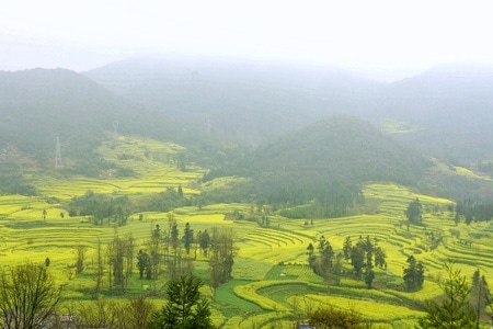 菜花-树林-风景-风光-山 图片素材