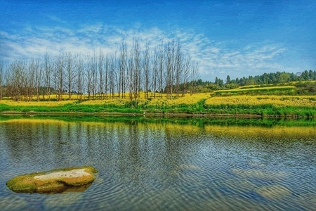 菜花-河水-风景-河-河水 图片素材
