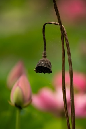 花🌸-风景-莲蓬-茎秆-枯枝 图片素材