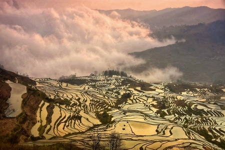 梯田-晨光-田园-田野-自然 图片素材