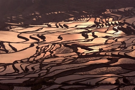 梯田-晨光-梯田-田野-风景 图片素材