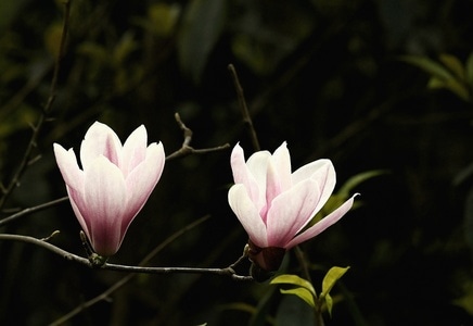 花🌸-风景-紫玉兰-花-花瓣 图片素材