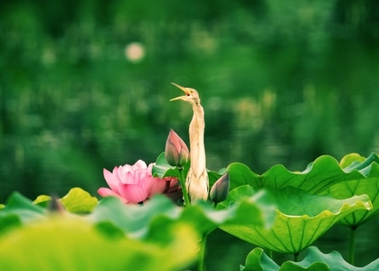花🌸-风景-鸟-花-花朵 图片素材