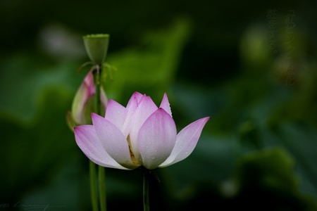 荷花-色彩-上海-新浜-松江 图片素材