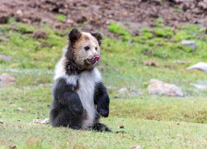 熊🐻……-熊-动物-野生动物-草地 图片素材