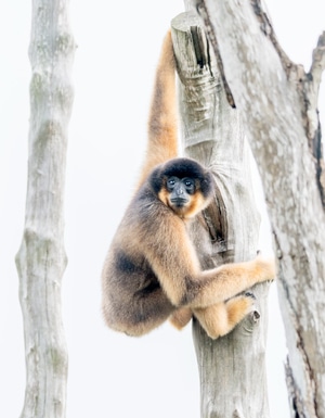 猴🐒……-猴子-动物-小猴-攀岩 图片素材