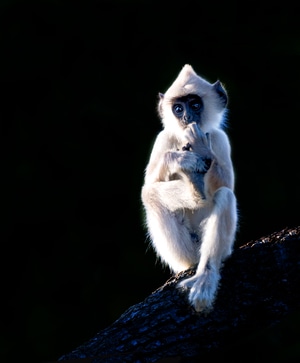 猴-子-动物-野生动物-灵长类 图片素材