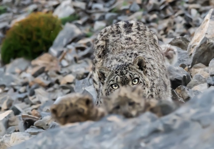 雪豹、谁敢靠近我的崽……-雪豹-动物-野生动物-猫科动物 图片素材