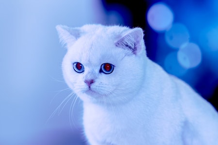 萌宠-猫-动物-萌宠-猫 图片素材