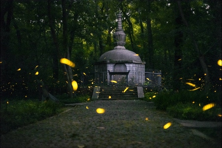 森林-夜色-城市色彩-旅游-萤火虫 图片素材