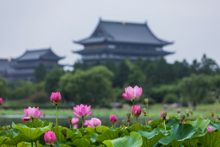宁静-苏州市-尘世烟火-旅行-花 图片素材
