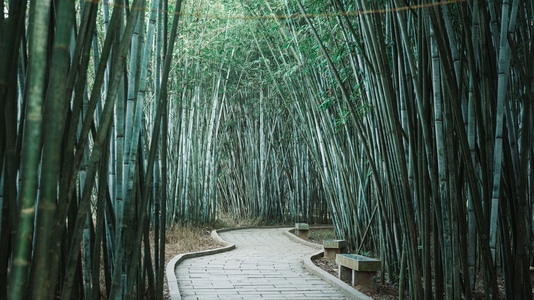 蜂蜜像素首发-生活-风景-竹林-竹子 图片素材