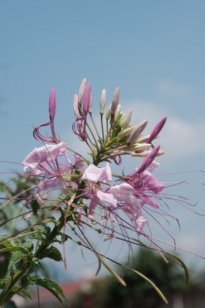 生活-花-蜂蜜像素首发-灵感-花 图片素材