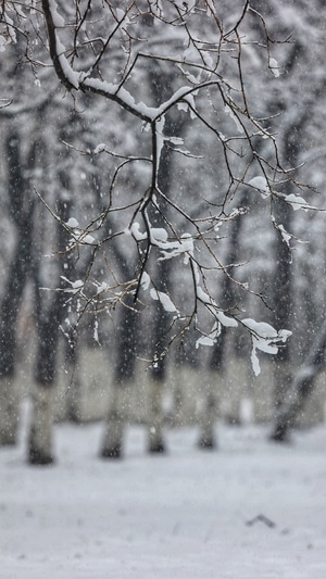暴雪-抗疫-树枝-树-冬季 图片素材
