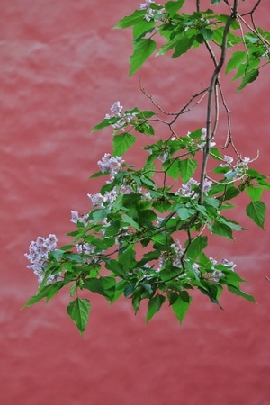 故宫-楸树-植物-花-花卉 图片素材