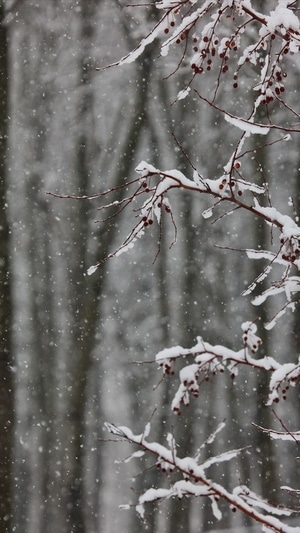 暴雪-抗疫-树枝-果实-树 图片素材