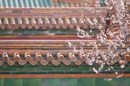 故宫-故宫-北京-花-花卉 图片素材