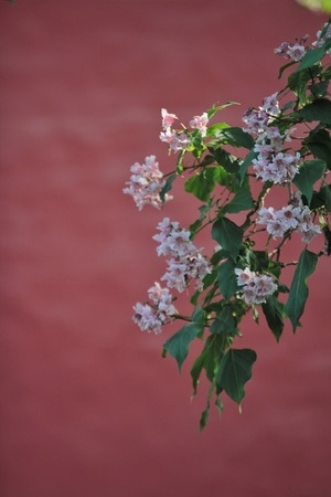 故宫-楸树-植物-花-花卉 图片素材