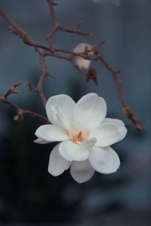 早春-玉兰-玉兰-花-花朵 图片素材