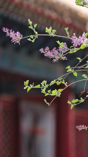 故宫-丁香-故宫-丁香-花 图片素材