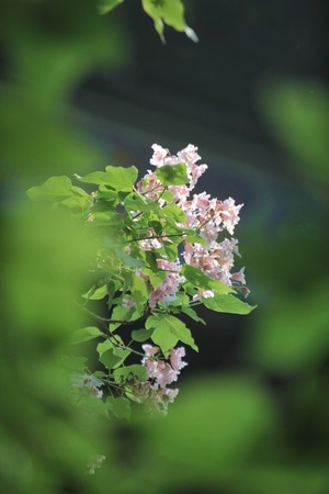 故宫-楸树-植物-花-花卉 图片素材