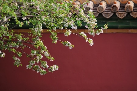 故宫-故宫-花-花卉-花朵 图片素材
