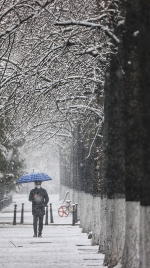 口罩-暴雪-树木-树枝-树 图片素材