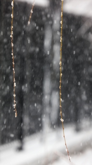 暴雪-抗疫-树枝-枝条-柳枝 图片素材