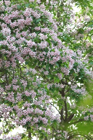 故宫-楸树-植物-花-花卉 图片素材