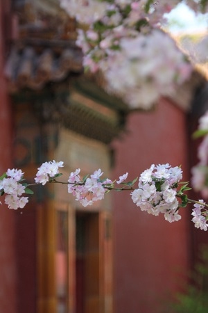 海棠-故宫-海棠-海棠花-枝干 图片素材
