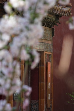 海棠-故宫-故宫-古建筑-北京 图片素材