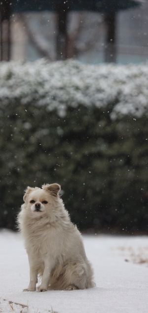 暴雪-抗疫-狗-宠物-萌宠 图片素材