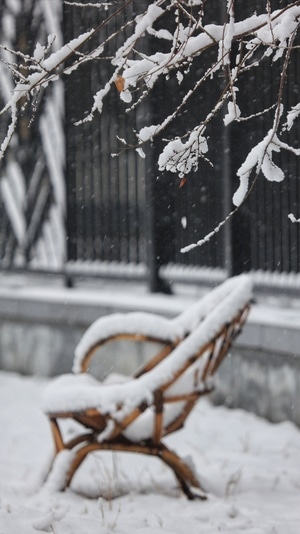 暴雪-抗疫-树-树枝-积雪 图片素材