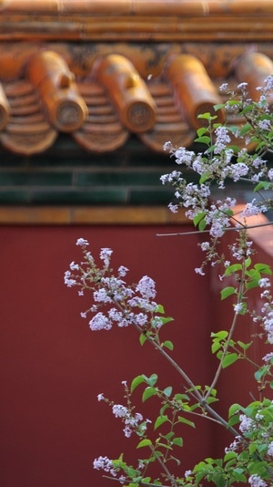 丁香-故宫-丁香-丁香花-植物 图片素材